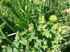 Alchemilla xanthochlora