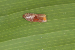 Anacrusis turrialbae