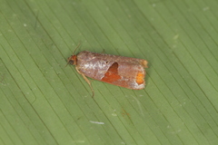 Anacrusis turrialbae