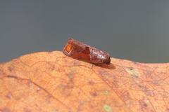 Anacrusis turrialbae