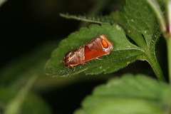 Anacrusis turrialbae