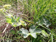Alchemilla xanthochlora