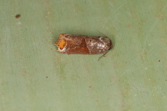 Anacrusis turrialbae