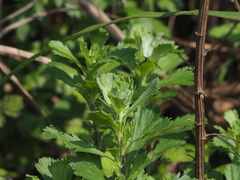 Artemisia japonica