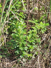 Artemisia japonica