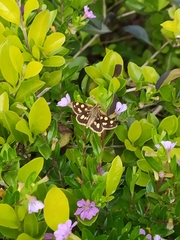 Carterocephalus alcinoides