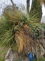 Dasylirion graminifolium