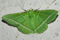 Dichorda illustraria