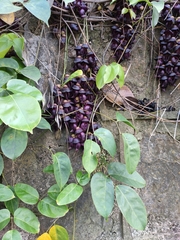 Mucuna sempervirens