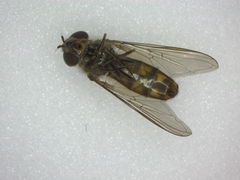 Meliscaeva auricollis