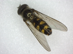 Meliscaeva auricollis