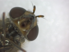 Meliscaeva auricollis