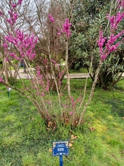 Cercis chinensis