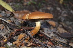 Cortinarius castoreus