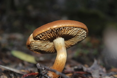 Cortinarius castoreus