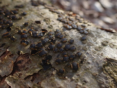 Diatrype disciformis