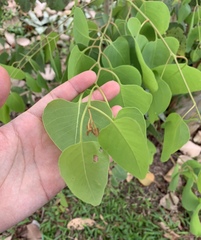 Eucalyptus alba