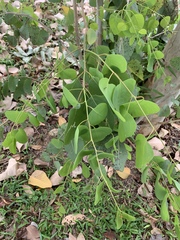 Eucalyptus alba