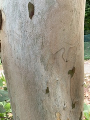 Eucalyptus alba
