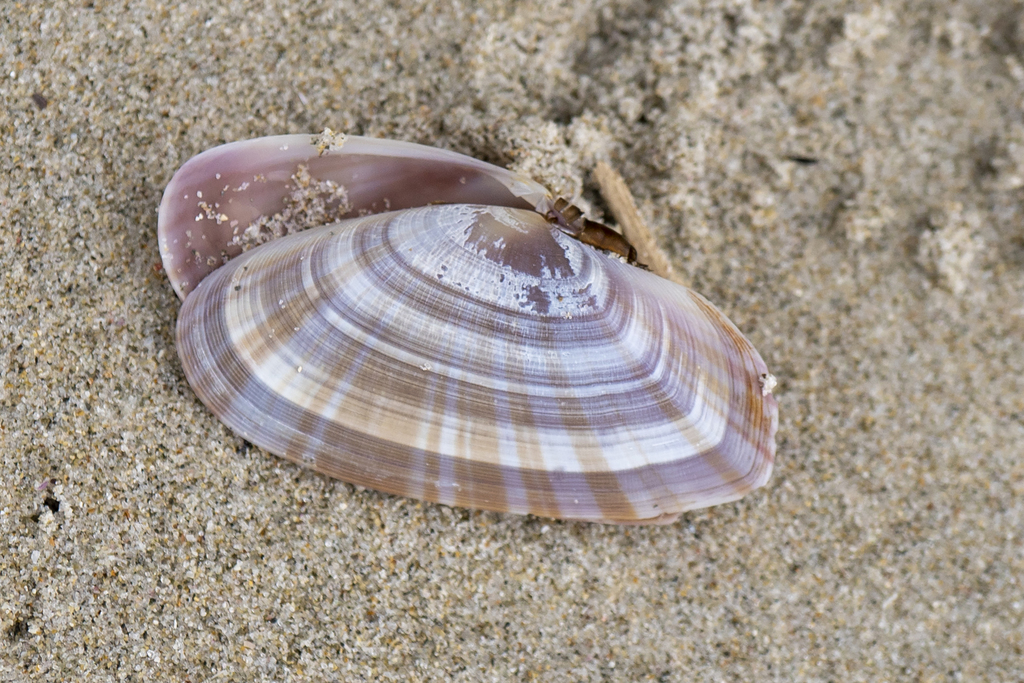 Livid Sunset Clam