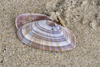 Livid Sunset Clam - Photo (c) Wayne Martin, some rights reserved (CC BY-NC), uploaded by Wayne Martin