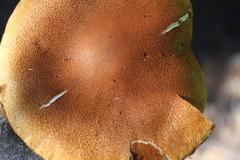 Cortinarius castoreus