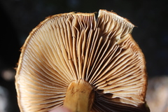 Cortinarius castoreus