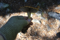 Cortinarius castoreus