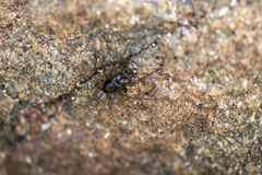Amaurobioides