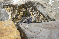 Galeolaria caespitosa