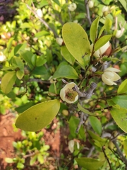 Magnolia figo
