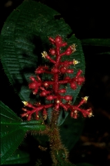 Miconia caquetana