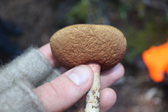 Boletus leptospermi