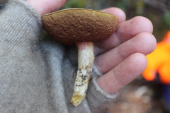 Boletus leptospermi