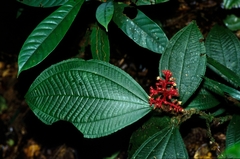 Miconia caquetana