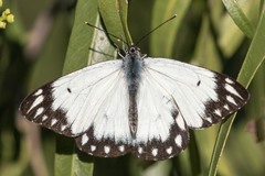 Belenois java teutonia