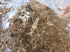 Gerris costae
