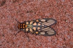 Aglaomorpha plagiata