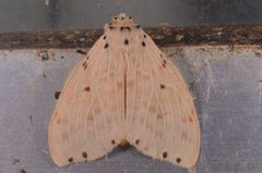 Cerasana rubripuncta