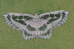 Pseudeuchlora kafebera