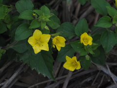 Lysimachia remota