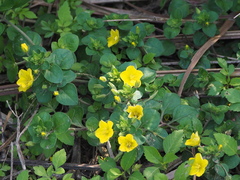 Lysimachia remota