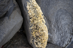 Galeolaria caespitosa