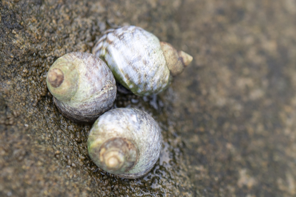 Afrolittorina praetermissa