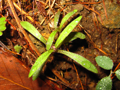 Pseudostellaria