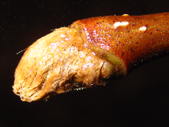 Alangium platanifolium