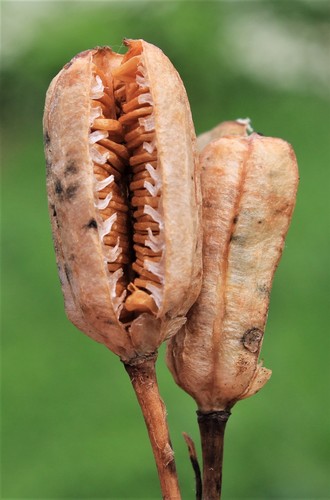 Rice root