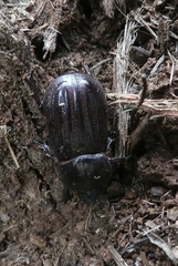 Semanopterus