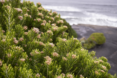 Ozothamnus turbinatus