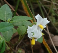 Solanum furcatum